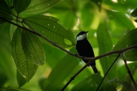 Pipulka podhorni - Corapipo altera - White-ruffed manakin 1675